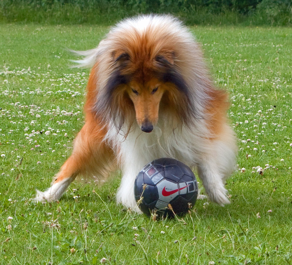 Pros and cons of Pet Sports, Cute dog playing soccer 